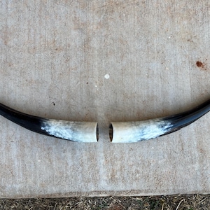 Op de afbeelding: Twee gebogen, gepolijste hoorns met een zwart-wit kleurenschema. De hoorns liggen op een betonnen oppervlak. De uiteinden zijn zwart, gaan over in wit en crème, met open uiteinden.