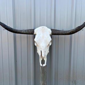 Longhorn bull skull with 4 feet wide Unpolished horns cow bull head authentic Western Decoration