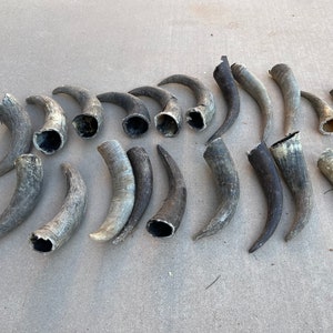 Corne de bœuf (une seule corne) Taureau en cornes de vache naturelles brutes pour poudre noire ou décoration occidentale ou travaux manuels d&#39;art et d&#39;artisanat