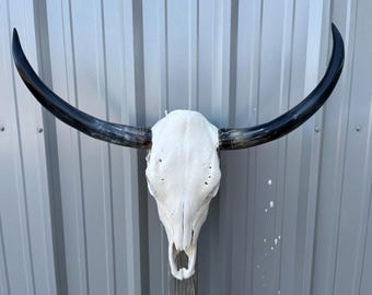 Longhorn steer skull with 32” INCH wide polished horns cow bull head authentic Western Decoration