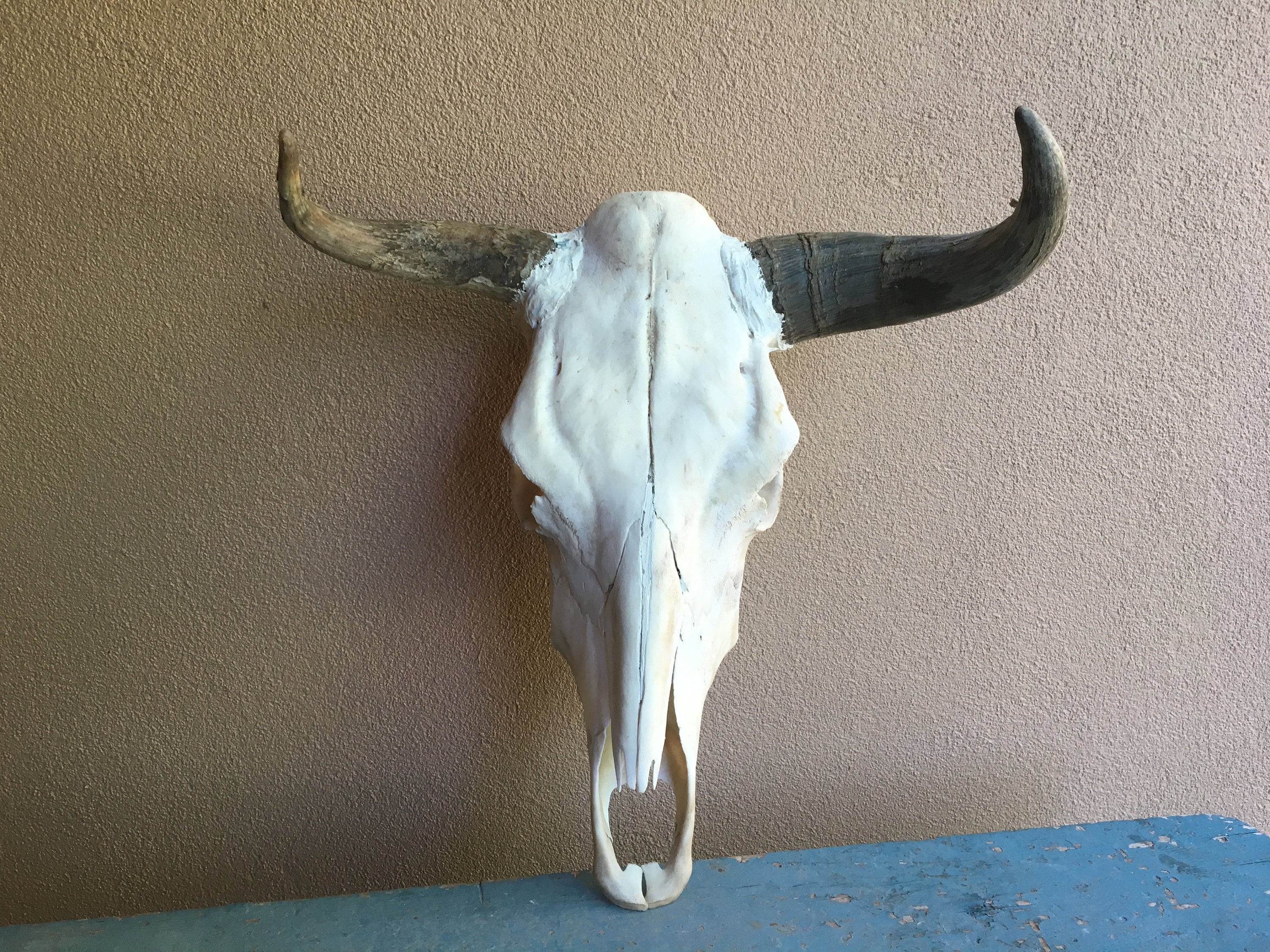 Steer Horns for sale Only 4 left at 60