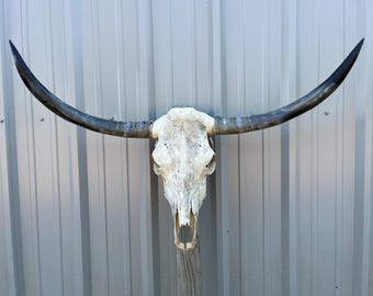 Longhorn steer skull with 3 feet 5” inch wide polished horns cow bull head authentic Western Decoration