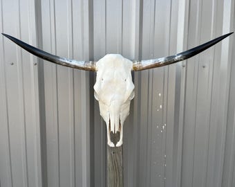 Longhorn steer skull with 3 feet 6 1/2 INCH wide polished horns cow bull head authentic Western Decoration