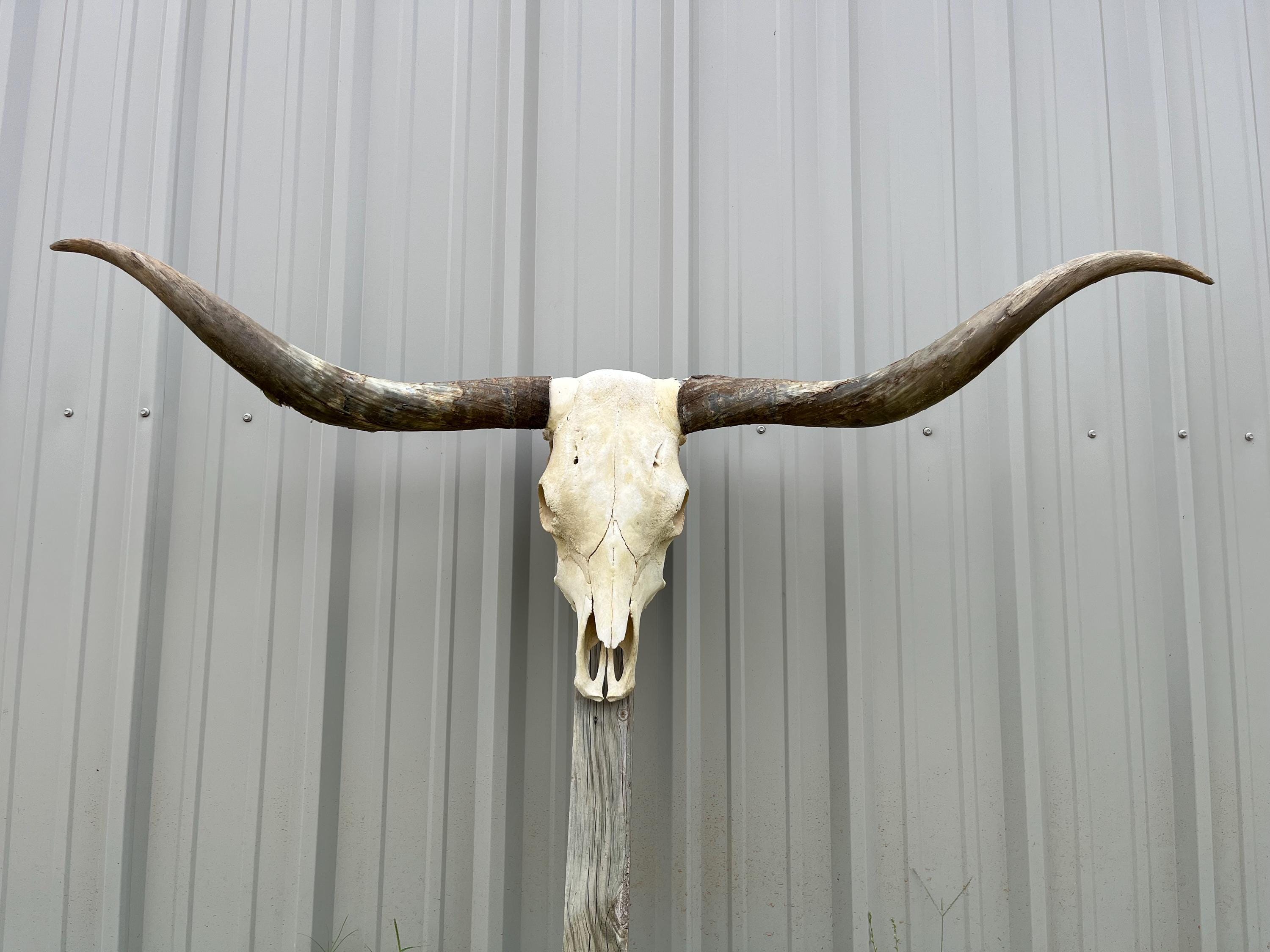 Authentic Longhorn Horns Mounted - Etsy