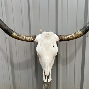 Longhorn bull skull with 3 feet 5&quot; inch wide Unpolished horns cow bull head authentic Western Decoration