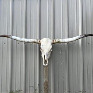 Longhorn steer skull with Huge 7 feet wide polished horns cow bull head authentic Western Decoration