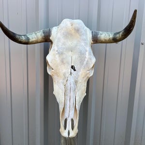 Steer skull with 20” inch wide Unpolished horns cow bull head authentic Western Decoration