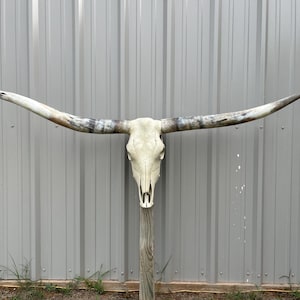 Longhorn steer skull with Huge 6 feet 5” INCH wide polished horns cow bull head authentic Western Decoration