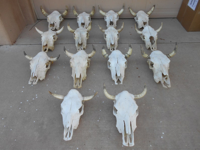 Real Steer skull head one only cow horns 18 to 23 wide bull authentic Western Decoration image 10