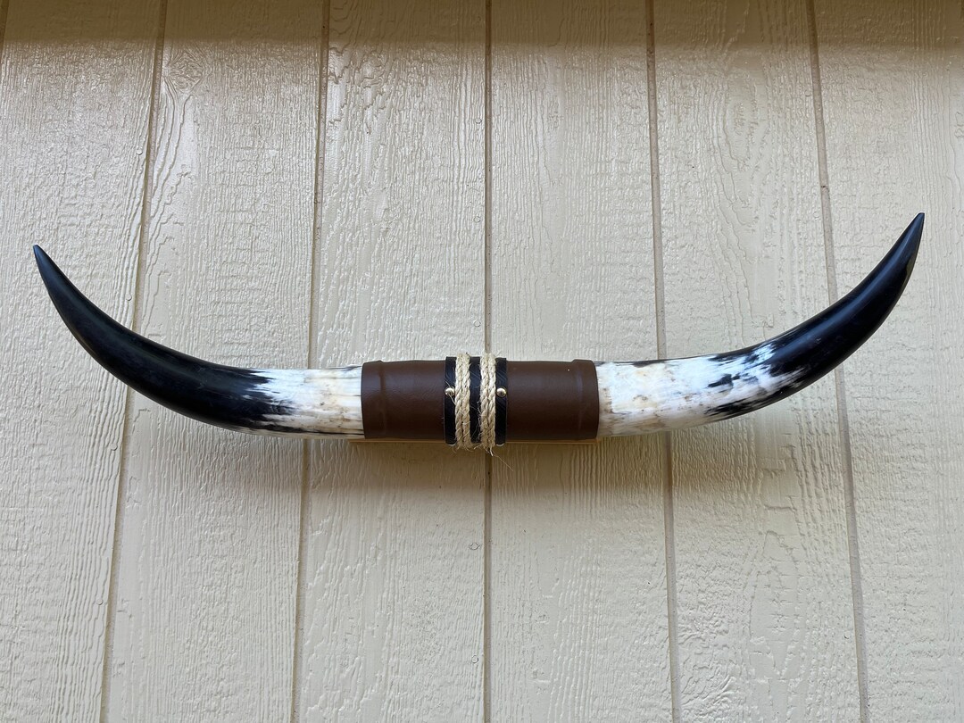 Mounted Steer Horn 32 1/2 Polished Cow Horns Bull Western Etsy