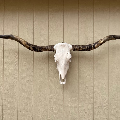 雄牛の角 マウントされた雄牛の角 7フィート 1 1/4インチ幅 磨かれた牛の角 雄牛