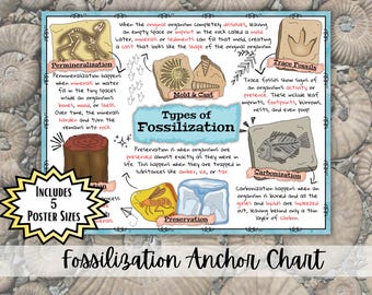 Pôster sobre Fossilização | Tipos de Fósseis - Pôster de Ciências para o Ensino Fundamental II | Decoração de Sala de Aula com Tema de Fósseis (Imprimível)