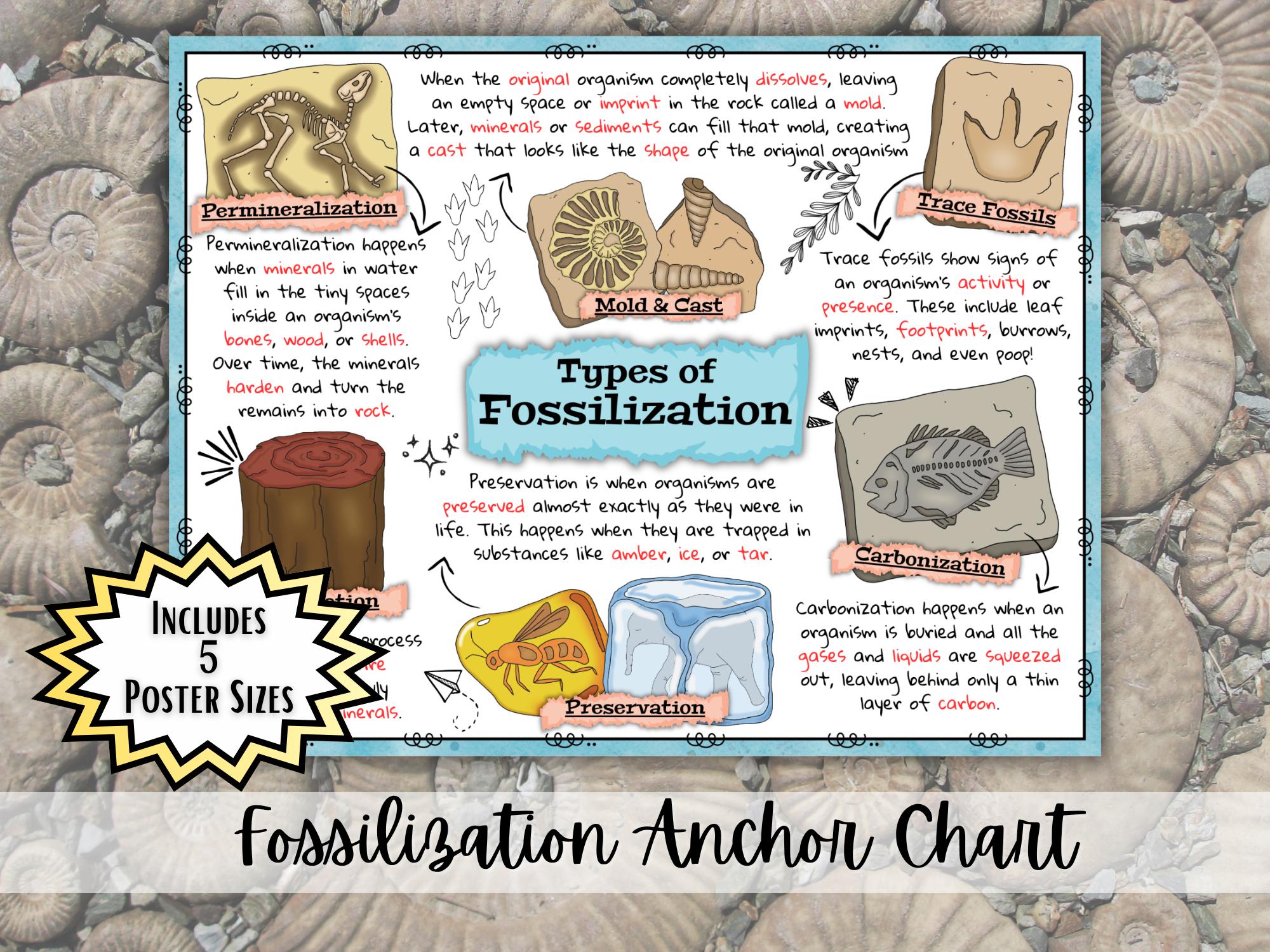 Fossilization Process Science Fair Fossilization Anchor Chart Poster | Types of Fossils Science Poster ...