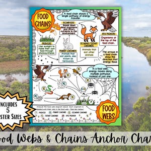 May include: A colorful educational poster titled "Food Webs & Chains Anchor Chart" with diagrams of food chains and webs. The poster includes text and illustrations of producers, consumers, and decomposers. The poster includes 5 poster sizes.