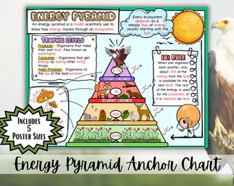 Pôster da Pirâmide Energética | Níveis Tróficos, Regra dos 10%, Gráfico de Referência da Cadeia Alimentar | Decoração para Sala de Aula de Ciências do Ensino Fundamental II