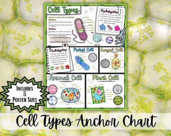 Pôster sobre Tipos de Células | Quadro de Referência: Células Procarióticas vs. Eucarióticas | Animais, Plantas, Protistas, Fungos e Bactérias | Decoração para o Ensino Fundamental II - Ciências