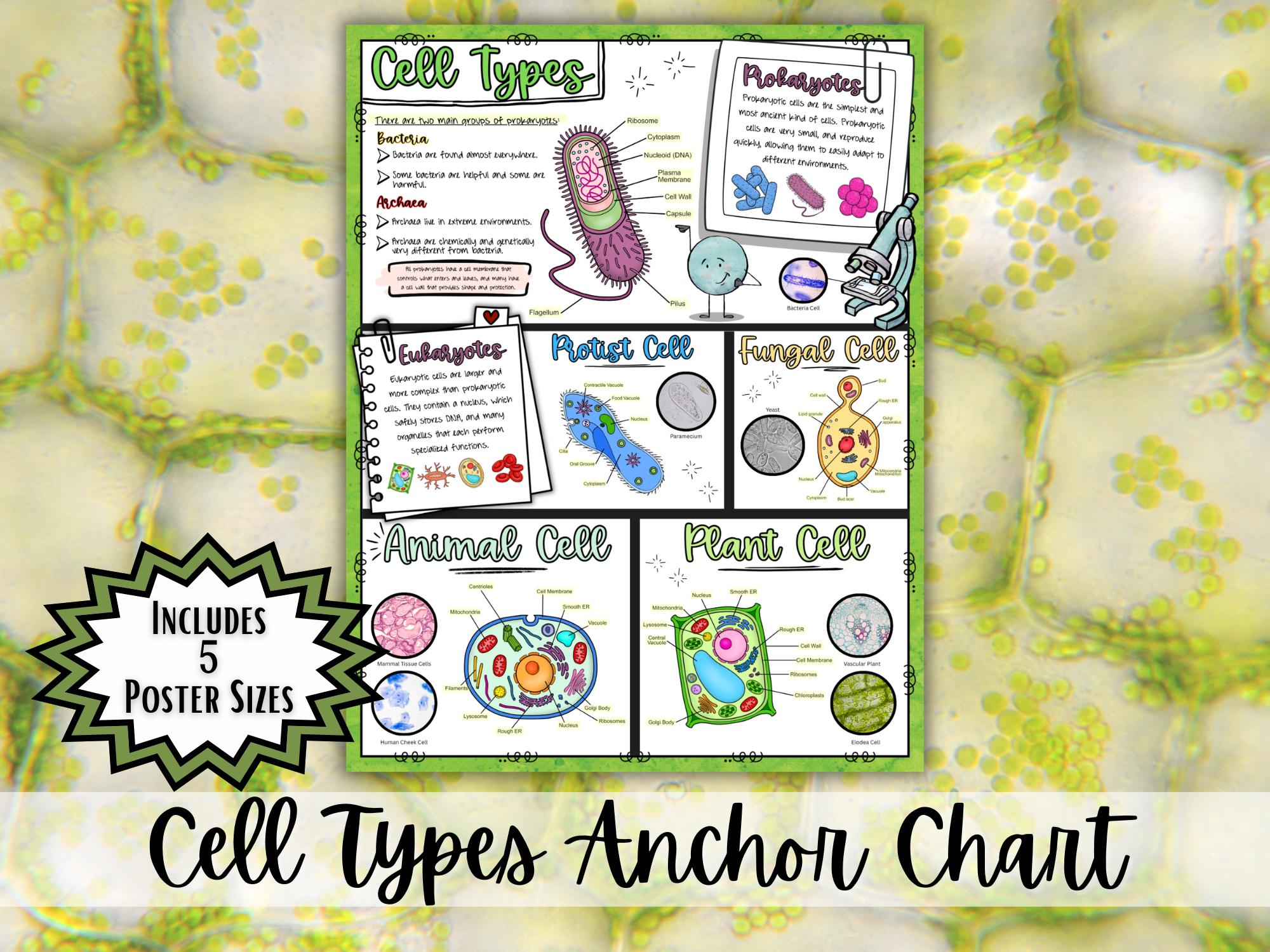 Cell Types Poster | Prokaryotic Vs Eukaryotic Cells Anchor Chart ...