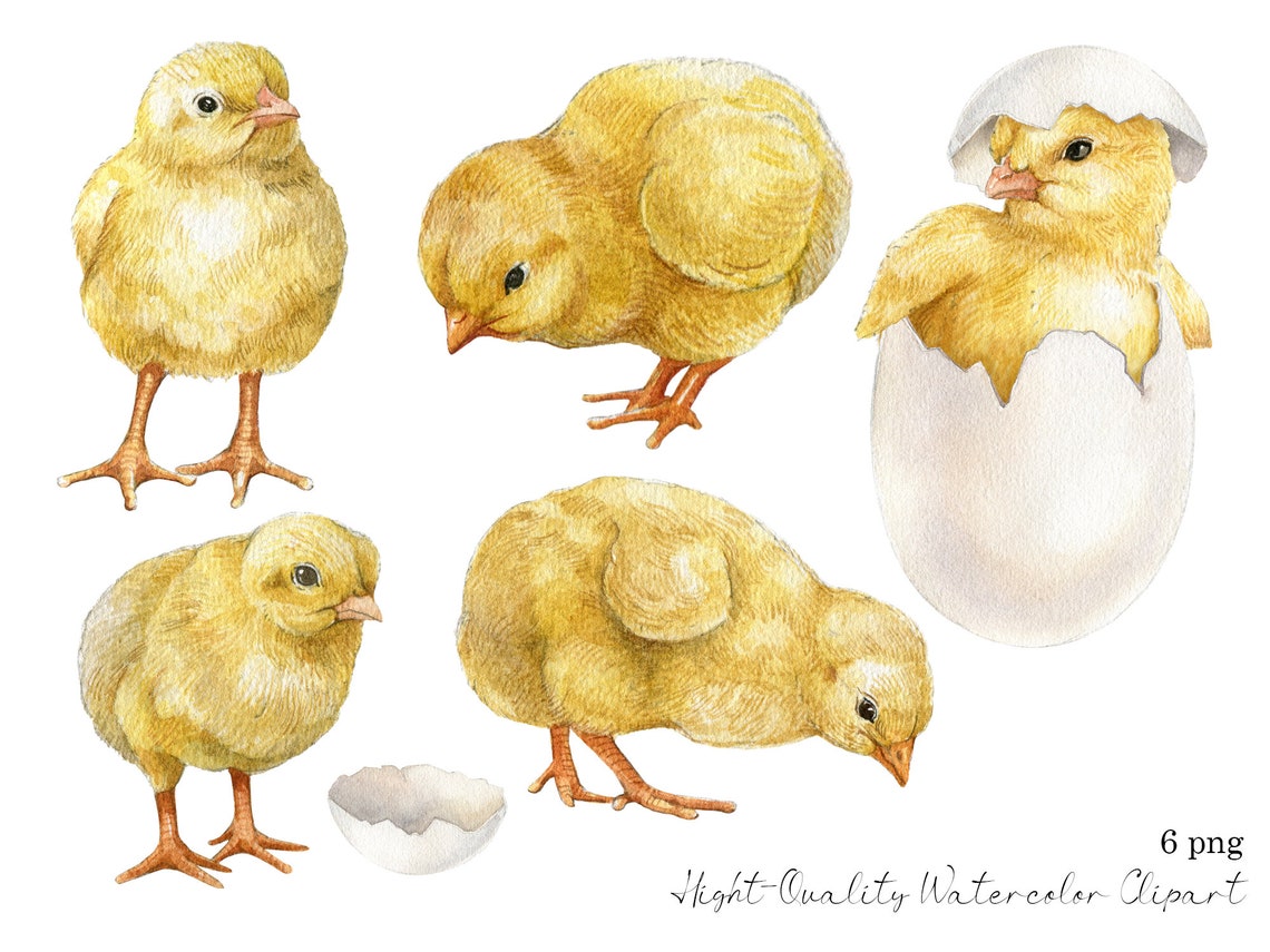 Watercolor Baby Chick Clipart, Easter Baby Chicken With Egg, Cute ...