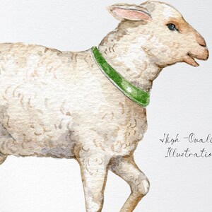 May include: A watercolor illustration of a white lamb with a green collar. The lamb is standing on a white background.