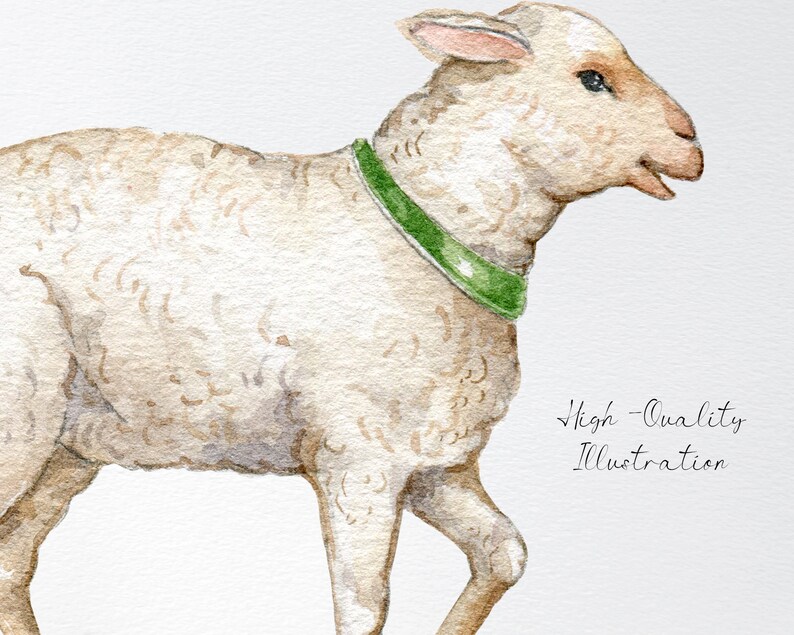 May include: A watercolor illustration of a white lamb with a green collar. The lamb is standing on a white background.