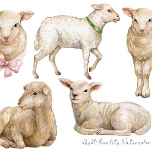 May include: Six watercolor illustrations of cute lambs in various poses. The lambs are white with brown accents and have fluffy fur. The illustrations are perfect for adding a touch of whimsy to any project.