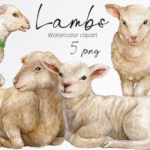 May include: Five watercolor illustrations of lambs. The lambs are in various poses, including standing, sitting, and lying down. The illustrations are in shades of white and brown.