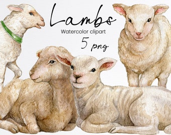 Clipart di agnello dell'acquerello, illustrazione di pecora bianca, simpatico agnello pasquale, soffice animale da fattoria, disegnato a mano, digitale, download istantaneo, PNG