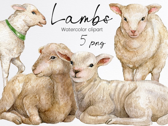 Watercolor lamb clipart, white sheep illustration,cute easter lamb, fluffy pet farmhouse animal, hand drawn, digital, instant download, PNG
