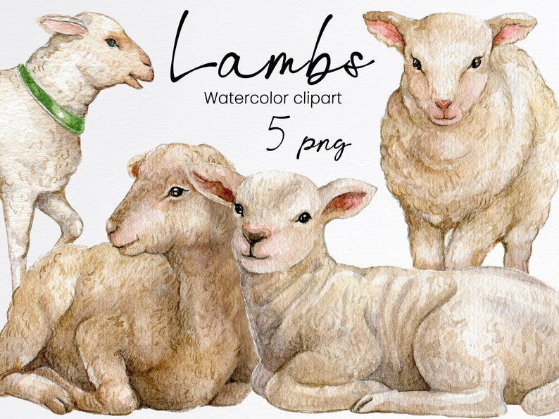 May include: Five watercolor illustrations of lambs. The lambs are in various poses, including standing, sitting, and lying down. The illustrations are in shades of white and brown.