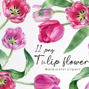 Watercolor tulip flower clipart,Spring easter flower, pink tulip png,floral clipart,Botanical garden clipart,Mother's day flower bouquet