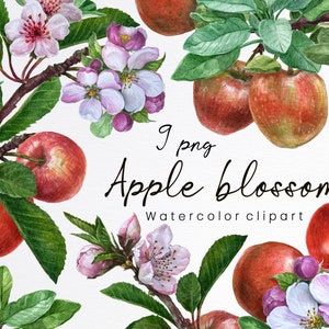 Watercolor apple clipart,apple blossom tree,botanical summer fruit,spring apple flower branch,kitchen print,sublimation,instant download,PNG
