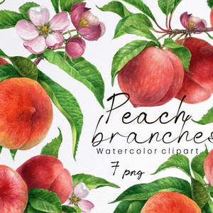 Watercolor peach clipart,peach branch,peach leaves and flower,summer fruit,Cookbook digital stickers,sublimation design,instant download,PNG
