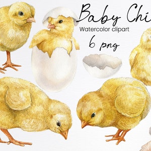 Imágenes prediseñadas de pollito de acuarela, pollito de Pascua con huevo, lindo pájaro de primavera, ilustración de pollito, animales de granja, descarga instantánea, PNG