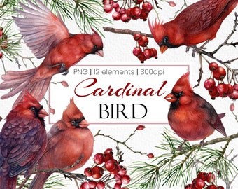 Watercolor Cardinal Clipart: Winter Bird PNG Graphics (Digital Download)