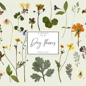 Clipart fleurs séchées, fleurs séchées pressées PNG, clipart fleurs sauvages, feuilles clipart, clipart fleurs herbier, fleurs séchées numériques, mariage Bohème