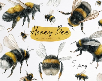 Aquarel bijenclipart. Hommel clipart. Honingbij, realistisch tuininsect, handgetekende afbeeldingen, digitale download, sublimatieontwerp, PNG