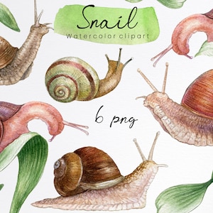 Puede incluir: Seis ilustraciones de acuarela de caracoles con diferentes colores y patrones de concha. Los caracoles están sobre un fondo blanco con hojas verdes. El texto "Snail Watercolor clipart 6 png" está en el centro de la imagen.