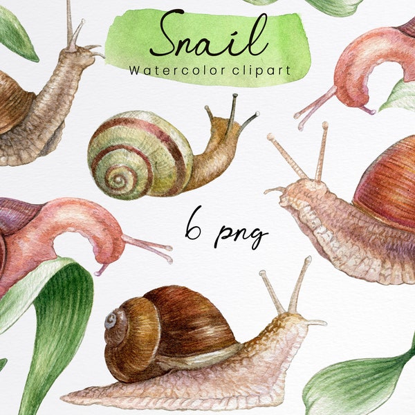 Clipart d’escargot à l’aquarelle. Limace de jardin réaliste, botanique, graphiques dessinés à la main, téléchargement numérique, conception de sublimation, PNG