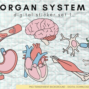 Op de afbeelding: Een set kleurrijke digitale stickers met illustraties van verschillende menselijke organen, waaronder de hersenen, het hart, de maag, een bloedvat en een zenuwcel. De stickers zijn ontworpen in een cartoon-stijl en hebben een transparante achtergrond. De tekst "ORGAN SYSTEM digital sticker set 1" is in de afbeelding opgenomen.