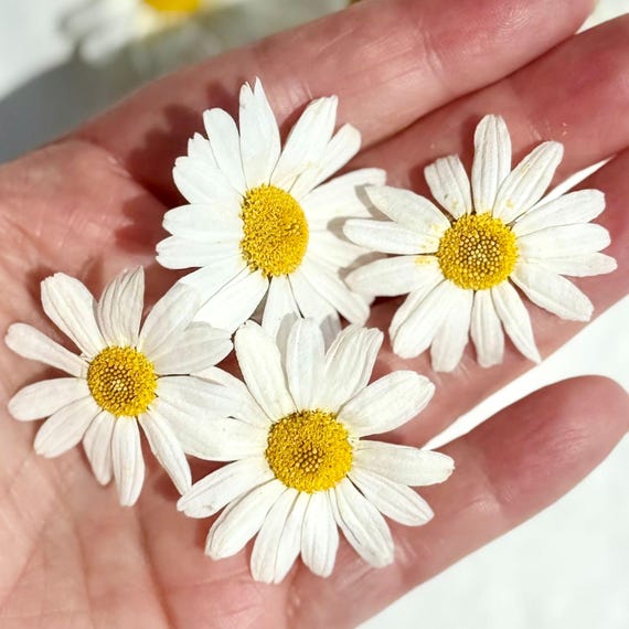 Edible Flowers - Freeze Dried White Daisy (biden) - Certified Food