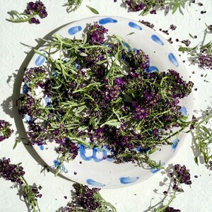 Edible Flowers - Freeze Dried Purple Alyssum – Certified Food Grade