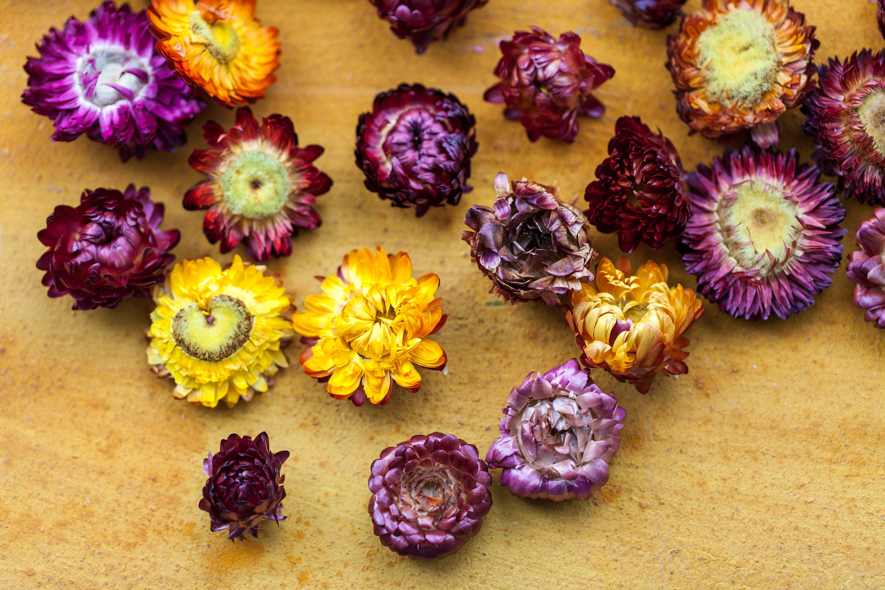 Dried Straw Flower Tea/Infusion/Herbal tea/Food Grade/Food Etsy