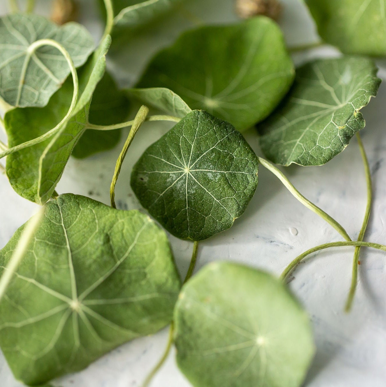 Edible Nasturtium Leaves Grown & Freeze Dried in Dorset Etsy UK