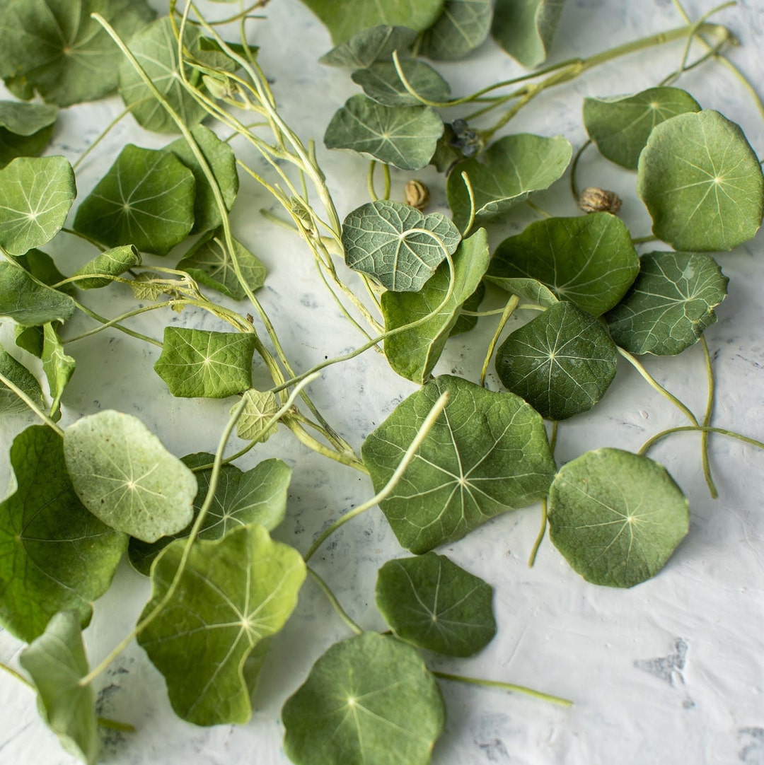 Edible Nasturtium Leaves Grown & Freeze Dried in Dorset Etsy UK