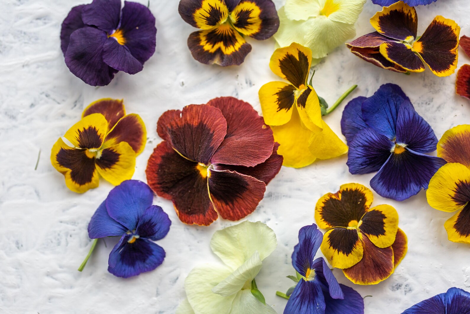 Edible Viola Mix Large Flower Mixed Colours Freeze Dried Etsy