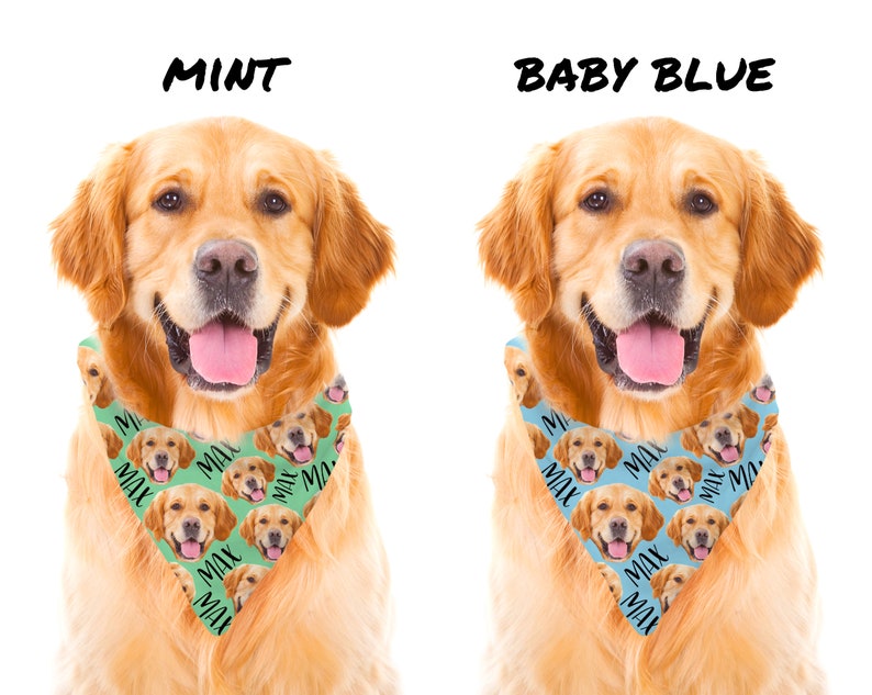 May include: Two golden retriever dogs wearing bandanas with a repeated pattern of a dog's face and the word "MAX". The bandana on the left dog is mint green and the bandana on the right dog is baby blue.