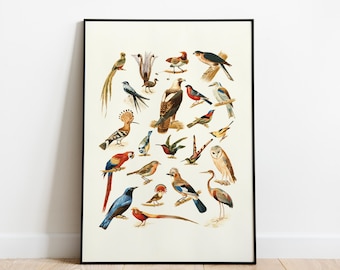 Vintage Vögel Poster, bunte Vogelillustrationen Kunstdruck (Digitaler Download)