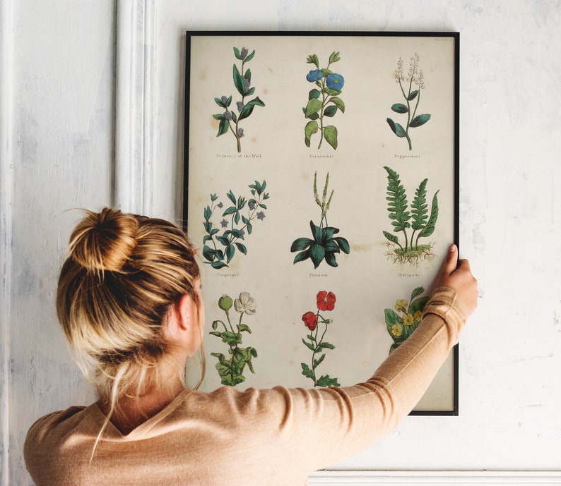 K&ouml;nnte beinhalten: Ein gerahmter botanischer Druck mit neun verschiedenen Pflanzen- und Blumensorten. Der Druck hat einen cremefarbenen Hintergrund mit schwarzen Textbeschriftungen f&uuml;r jede Pflanze. Der Druck wird an einer wei&szlig;en Wand aufgeh&auml;ngt.