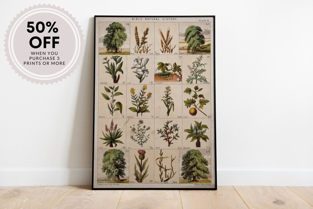 Vintage Botanical Print, Floral Wall Art (digital Download) - Etsy