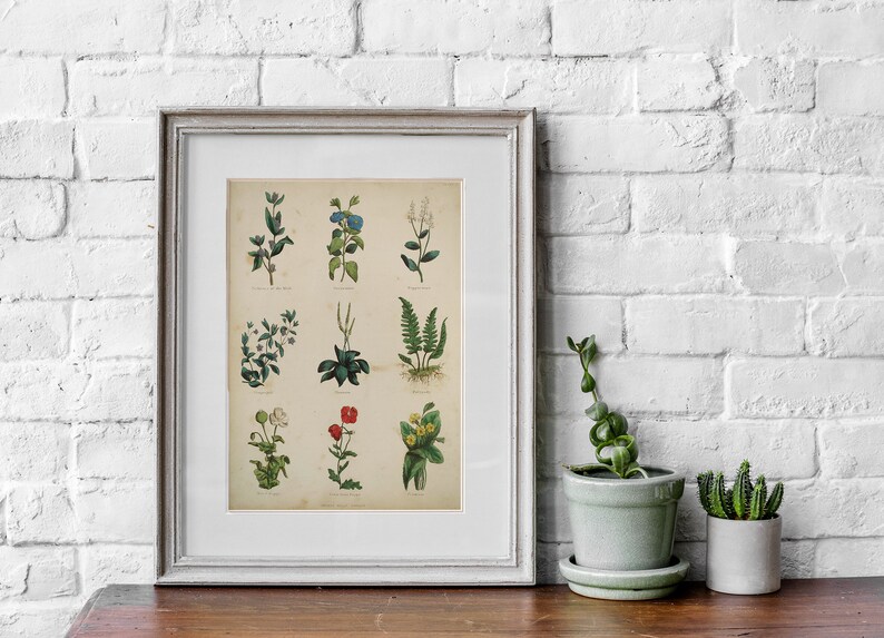 K&ouml;nnte beinhalten: Ein gerahmter botanischer Druck mit einem wei&szlig;en Passepartout und einem hellgrauen Rahmen. Der Druck zeigt eine Sammlung von 12 verschiedenen Pflanzen, darunter Farne, Blumen und Bl&auml;tter, die alle mit filigranen Details dargestellt sind.